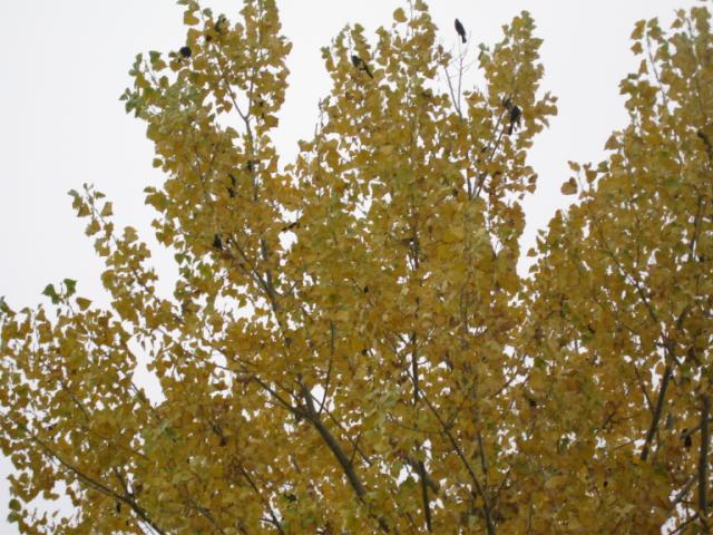 black birds in a yellow tree