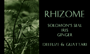 Rhizome